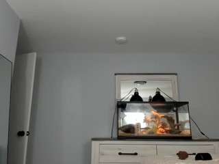 surecakes Live Webcam on CamSoda