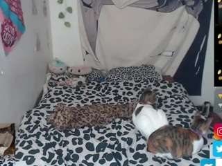 charlotbelucci live webcam show