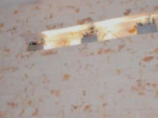 pamela-west Live Webcam on CamSoda