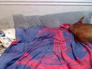 hoggbody webcam