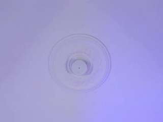  scarlett-vegga chat room