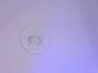 scarlett-vegga webcam model