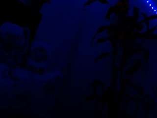 NathaliaandMateo
