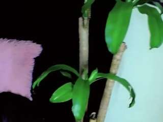 NathaliaandMateo live cam preview