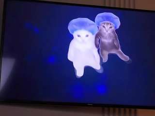 alodiaganter