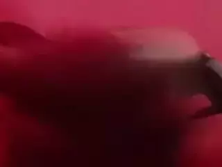 Pegasus-KD's Live Sex Cam Show