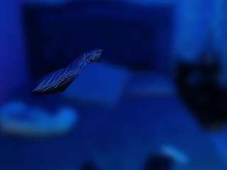 666ariyasmodeo webcam