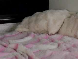 Lucy