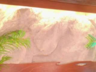 Alison Moon