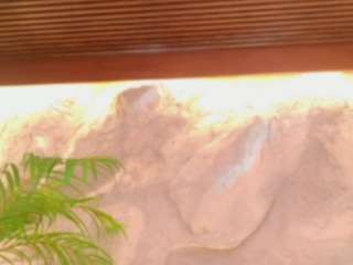 Alison Moon live cam preview