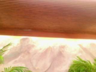 alison-mooon