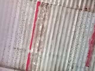 Elcarever