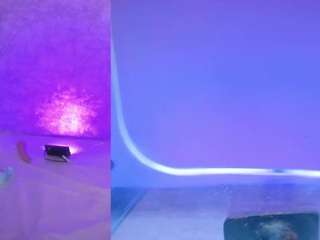 bbwhijab live cam profile