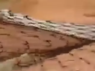 PetraEddie's Live Sex Cam Show