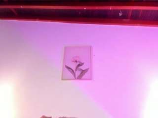 isabellacruz1 camsoda