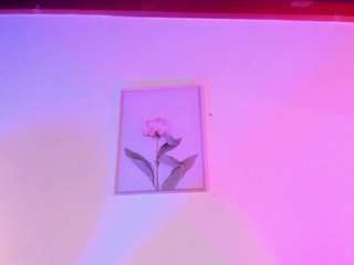 isabellacruz1 webcam