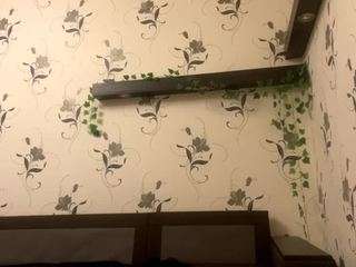 wilonegrooms webcam