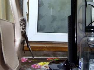 Ellinrosex live cam preview