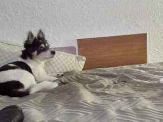 spunsub4superiortops