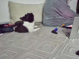 spunsub4superiortops