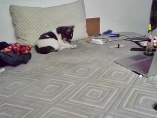 spunsub4superiortops