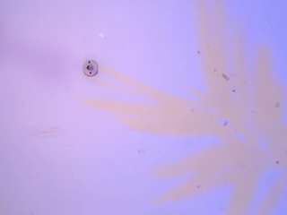 alexaxtreme1 Sex Cam Show
