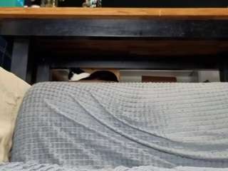 TayteElswick live cam preview