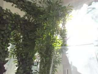 lexistorm's CamSoda show and profile