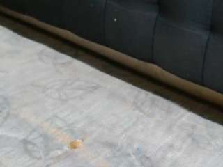 ebonyblazexxx Live Webcam on CamSoda