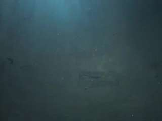 sophia-models webcam