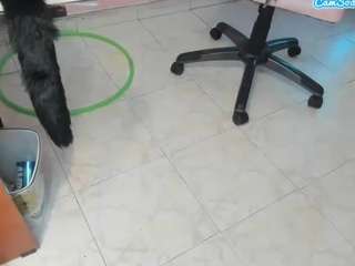 Littlecat-1