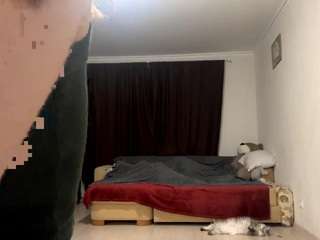 anisarehbock webcam