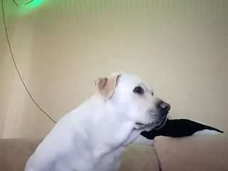 luciennebronaugh webcam