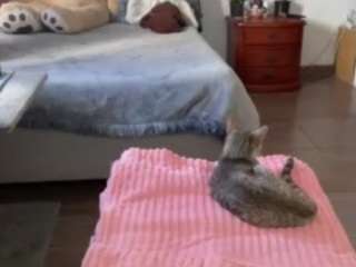 le modèle hilari18 est en webcam porno dans un show sur le site camsoda, il possède les tags suivants: ahegao,lovense,young adult,toys,teen (18+),tattoos,spank,solo,small tits,skinny,shaved pussy,sexy,pussy,public,no smoking,latina,asian,green eyes,feet,drinking