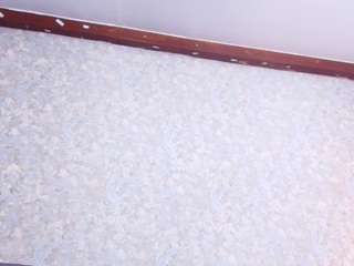  nico-ferrer chat room