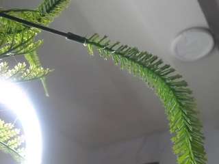 little-cherry-b, female webcam model,  years old, on live webcam