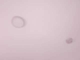 sofiaclarkson Strip live webcam