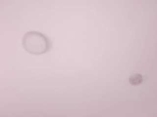 sofiaclarkson webcam model