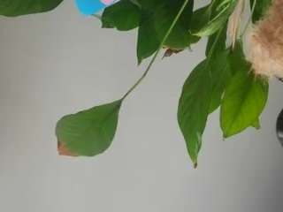 This model is live right now. sapphicfootslut
