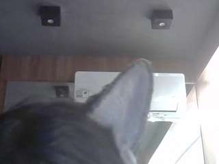 SkinnyKittenCam