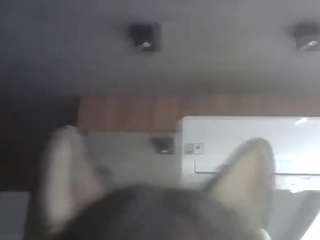 skinnykittencam webcam