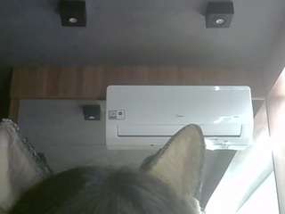 skinnykittencam