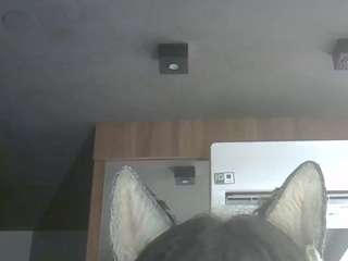 SkinnyKittenCam