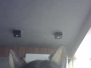 SkinnyKittenCam