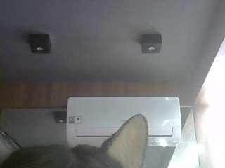 SkinnyKittenCam