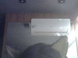 skinnykittencam