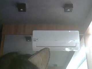 skinnykittencam