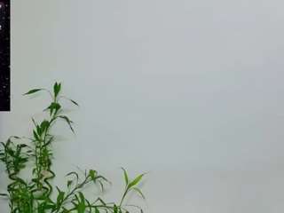 MelissaSkye