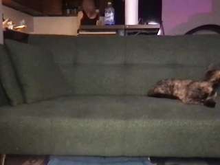 venustheflytrap webcam