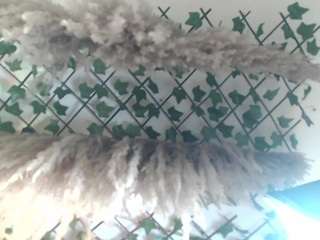 axelmilokairoDyerear